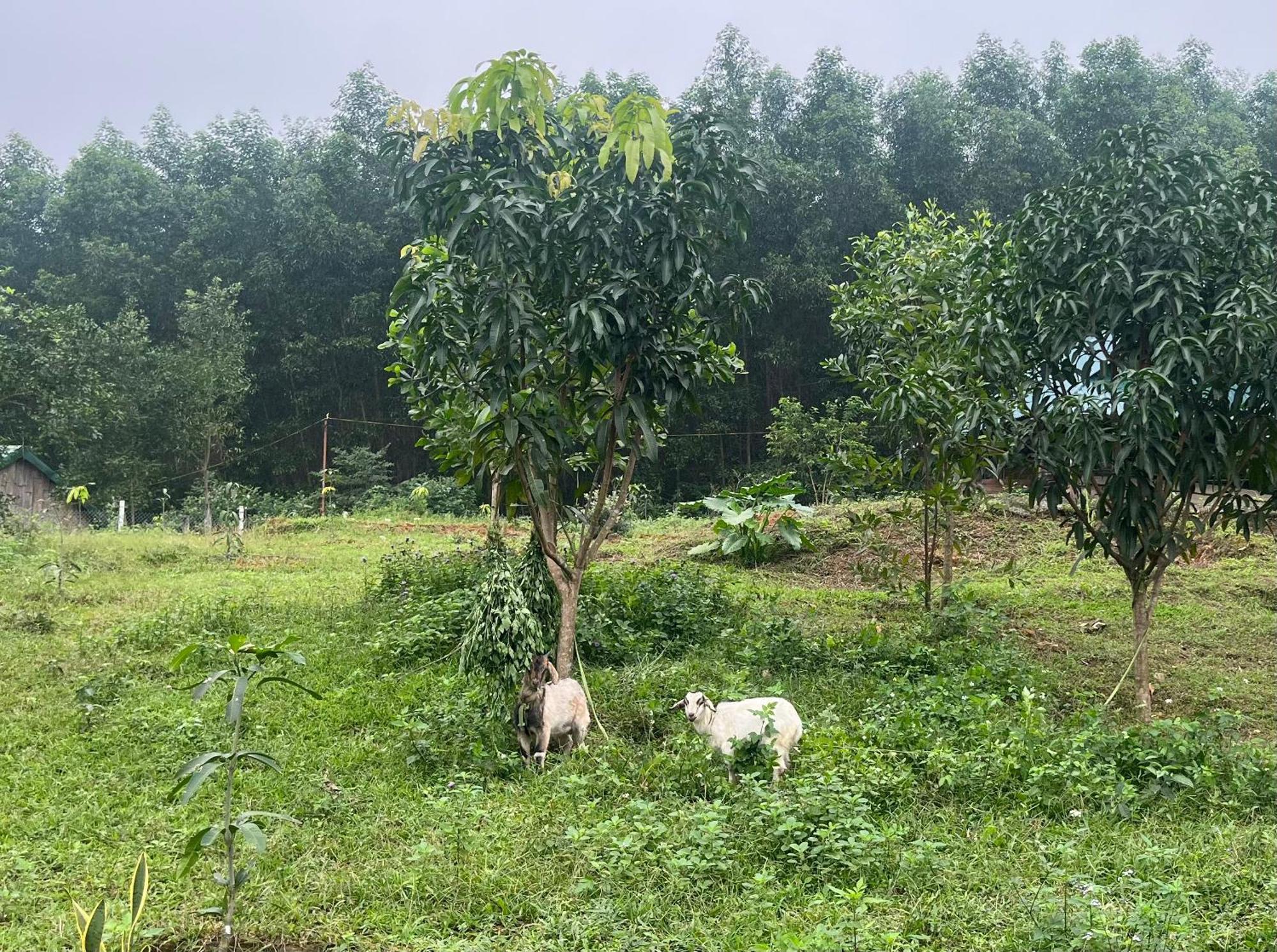 Nguyen Shack Retreat Resort Phong Nha Buitenkant foto